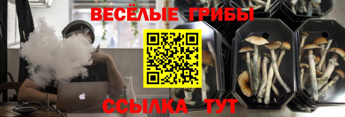 где купить наркотик  Псилоцибиновые грибы Psilocybe  Вход с VPN  Магадан 
